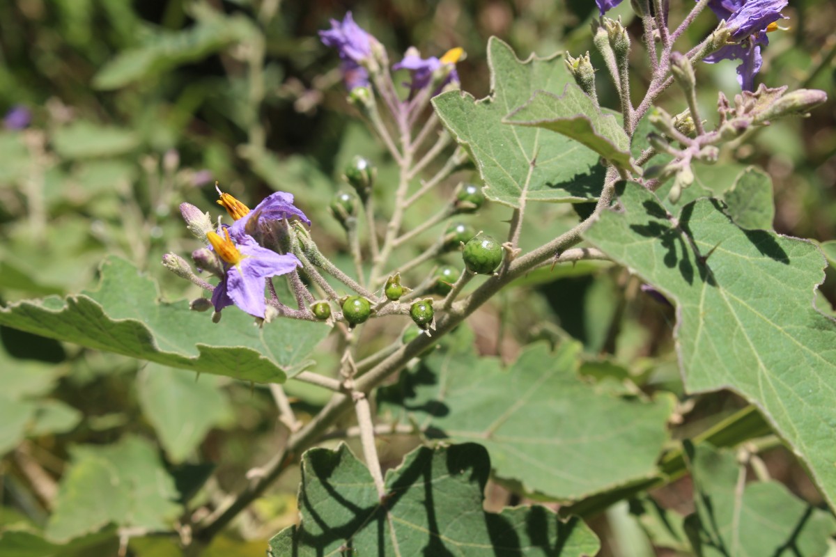 Solanum violaceum Ortega